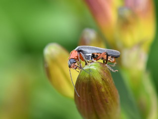 Soldier beetle of the genus Cantharis sitting on a flower bud
