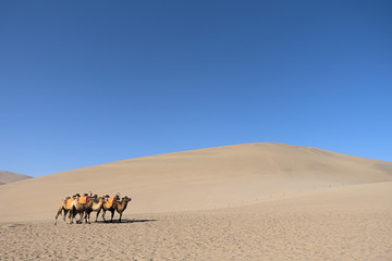 Fototapeta na wymiar Camels walk in the desert