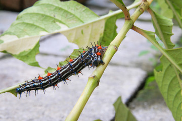 caterpillar worm black and white striped Walking on leaf  (Eupterote testacea, Hairy caterpillar)...