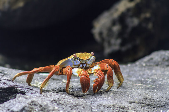 Galapagos crab