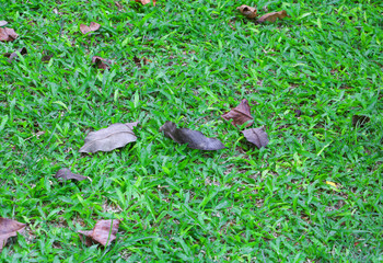 Leaf dry on green grass with background with copy space for add text