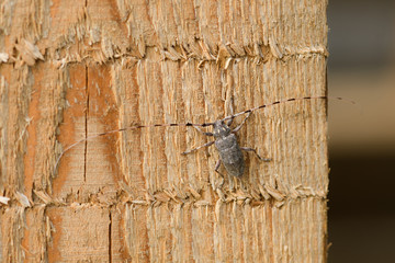 Female of a great capricorn beetle sitting on the oak bark. An endangered European species on a horizontal close up picture in its natural habitat.