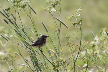 Young whinchat (Saxicola rubetra) sitting on meadow flowers