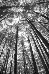 Rain forest in Vancouver island, British Columbia, Canada