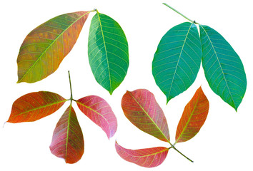 Leaves