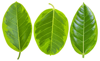 Leaves