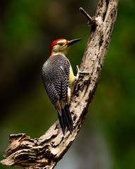 Yucatan woodpecker (Melanerpes pygmaeus)