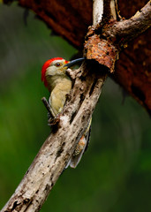 yucatán woodpecker (Melanerpes pygmaeus)