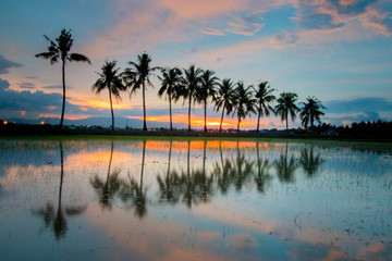 Long Exposure shot of Coconut Tress during sunset in Permatang Pauh, Penang, Malaysia. Soft focus due to long exposure shot
