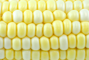 close up on fresh corn cob with husk 