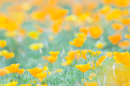 花畑 Images – Browse 186,741 Stock Photos, Vectors, and Video