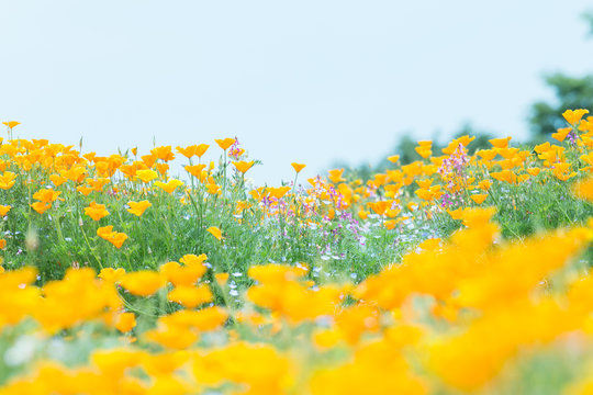 風景 花畑 （I） 花畑 Images – Browse 186,741 Stock Photos, Vectors, and Video