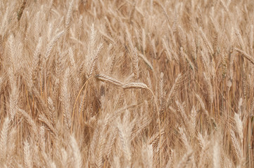 closeup of wheat field texture