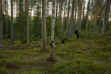 European Brown Bear (Ursus arctos) Mother and three cubs in Boreal forest, Taiga, Finland