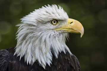 A detailed head shot portrait of a captive Bald Eagle.