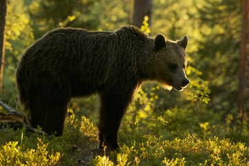 Fototapeta premium European Brown Bear (Ursus arctos) in Boreal forest, Taiga, Finland