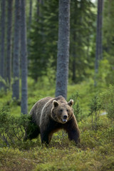 Obraz na płótnie Canvas European Brown Bear (Ursus arctos) in Boreal forest, Taiga, Finland