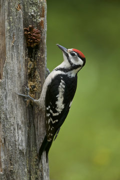 Great Spotted Woodpecker (Dendrocopos major), Finland