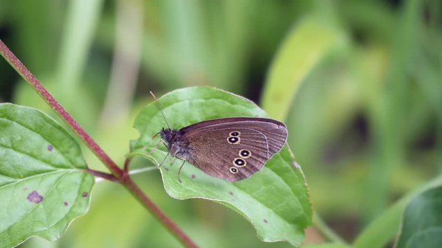 Ringlet Butterfly ( Aphantopus hyperantus ) perched on a plant