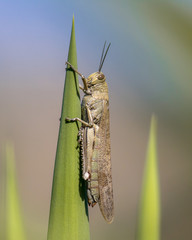 Migratory locust perched on green plant