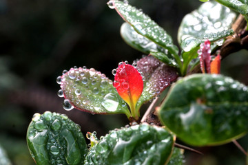tea with dew in Sri Lanka
