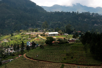 Tea Garden in Sri Lanka in a Rain