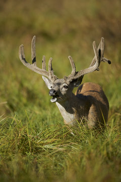 Black-tailed deer or california Mule Deer (Odocoileus hemionus), Male grazing in a meadow.