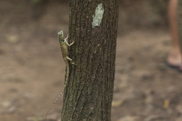 Strength of the small