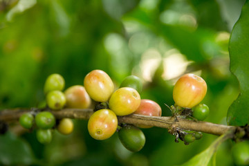 Coffee tree with ripe berries