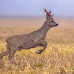 Acrylic prints Roe Roe deer jumping