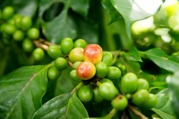 Coffee tree with ripe berries