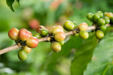 Coffee tree with ripe berries