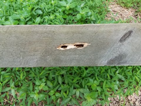 Wood Board With Carpenter Bee Holes In It