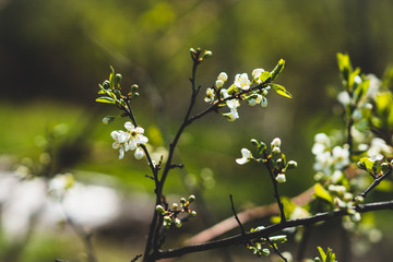 Blooming plum tree in the garden. Selective focus.