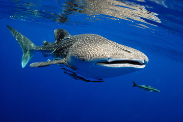 Whale shark is a big fish in the sea. - Powered by Adobe