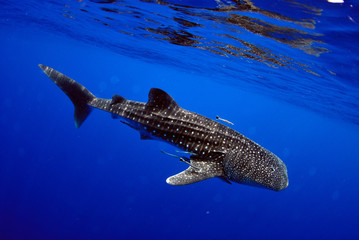 Naklejka premium Giant sea whale shark Exciting for divers.