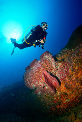 A scuba diver with magnificent underwater world.