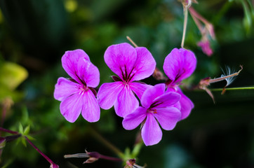 Flowers