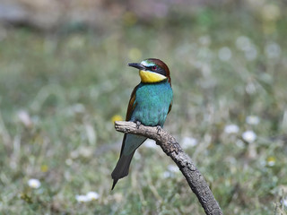European bee-eater (Merops apiaster)
