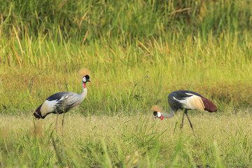 Pair of Crested Crane birds