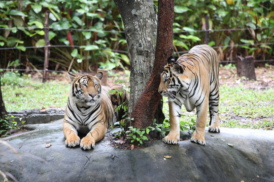  Two tigers in the area surrounded by electric wire.