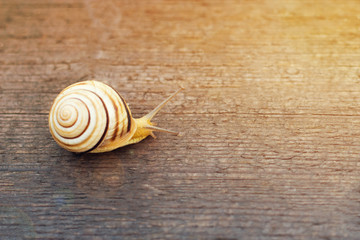 the sunlight falls on the snail that crawls on wood