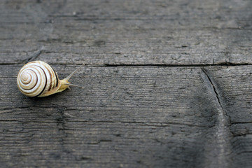 a snail creeps on tree