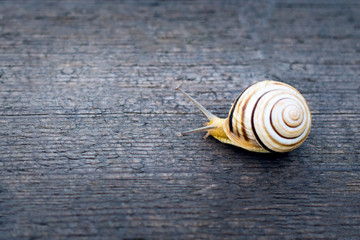 snail on a rainy day