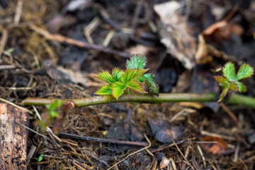 Branch of blackberry bush in the garden. Selective focus.