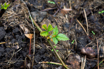 Branch of blackberry bush in the garden. Selective focus.