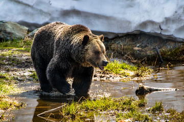Grizzly bear in the water