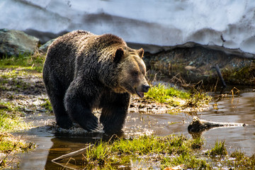 Naklejka premium Grizzly bear in the water