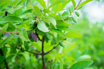 Berries on the honeysuckle bush in the garden. Selective focus.
