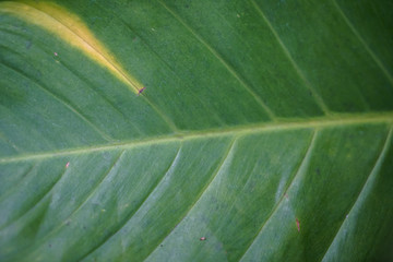 Closeup single green leaf detail showing natural lines, yellow mark and small scar